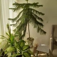 کاج مطبق بزرگ|گل و گیاه طبیعی|نیشابور, مازول|دیوار