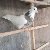 کبوتر طوقی نر