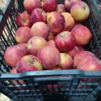 سیب قرمز درجه یک فله ای سمت اشنویه روستای خنخنا