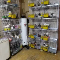 قفس کبوتر (پانزده عدد ۶۰×۴۵)