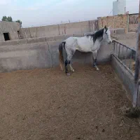 اسب|اسب و تجهیزات اسبسواری|جعفرآباد, |دیوار
