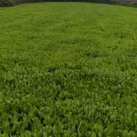 نشا کاهو (سرپیچ)|خدمات باغبانی و درختکاری|امامزاده عبدالله, |دیوار