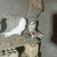 کفتر|پرنده|آسمینون, |دیوار