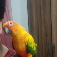 طوطی خورشیدی|پرنده|قائم‌شهر, |دیوار