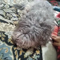 سگ پشمالو با ادب و تمیز|سگ|بندر ماهشهر, |دیوار