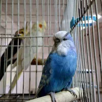 مرغ عشق اینگلیسی نر سخنگو رنگ خاص فول دستی|پرنده|تربت جام, جامی|دیوار