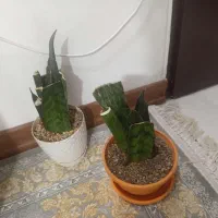 گل طبیعی|گل و گیاه طبیعی|پرند, فاز ۳|دیوار