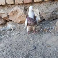 کبوتر طوقی|پرنده|ازنا, |دیوار