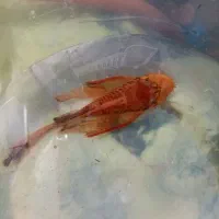 ماهی کت سوپر رد ماربل باله بلند