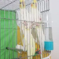 عروس،هلندی