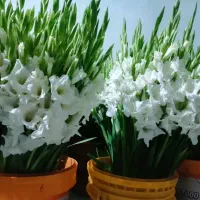 گل رز هلندی سبد گل نمایشگاه|گل و گیاه طبیعی|قم, بلوار امین و ساحلی|دیوار