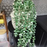 سبدحصیری|گل مصنوعی|اهواز, حصیرآباد|دیوار