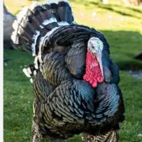 بوغلمون بربون