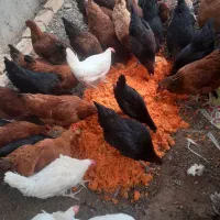تخم مرغ|خوردنی و آشامیدنی|کاشان, نوش آباد|دیوار
