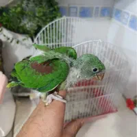 جوجه شاه طوطی