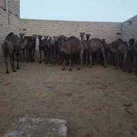 شتر چاق و بچه شتر درهمه وزن|حیوانات مزرعه|قم, نوقطار|دیوار