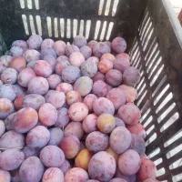 الو کالیفرنیا 25 کیلو