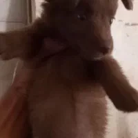 سگ آپارتمانی|سگ|نیشابور, کشتارگاه|دیوار