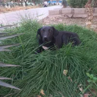 سگ گمشده|حیوانات|ری, دیلمان|دیوار