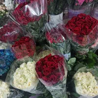 گل زینتی|گل و گیاه طبیعی|دزفول, |دیوار