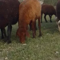 گوسفند
