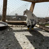 کفتر صید|پرنده|مشهد, نوید|دیوار
