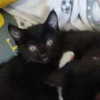 واگذاری بچه گربه.|گربه|سبزوار, امیر کبیر|دیوار