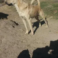 سگ سرابی