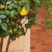 اپارتمان( ۵ واحدی با تجاری ) سرمایه گذاری|فروش آپارتمان|مشهد, کوشش|دیوار