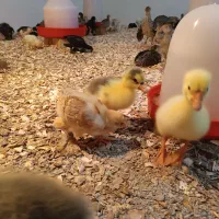 تخم نطفه دار جوجه کشی