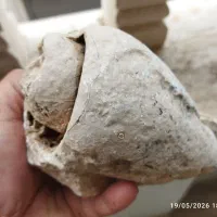 فسیل سنگی حلزونی شکل کاملا طبیعی.شهاب سنگ