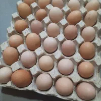 تخم مرغ محلی