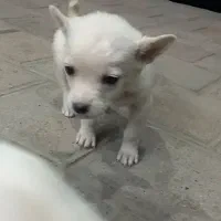 توله پاکوتاه پامر|سگ|لاهیجان, کوی آزادگان|دیوار