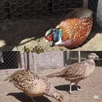 مرغ و خروس آمریکایی زینتی نیمچه نر و ماده|حیوانات مزرعه|رشت, یخسازی|دیوار