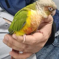 گرینچیک گمشده در حسابی جنوبی