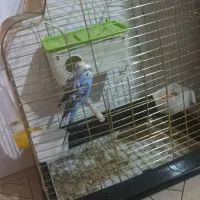یک جفت مرغ عشق نر ماده