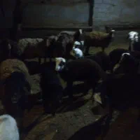 میش بره دار درشت