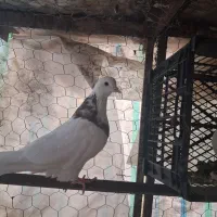 کفتر طوقی