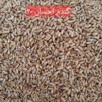 گندم بذر احسان و تکتاز بوجار شده و آماده کشت.
