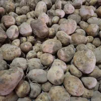 سیب زمینی بذر بانبا