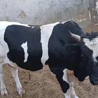 گوساله گیلک چاق