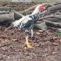 خروس لاری صابونی رنگ۶ماهه|حیوانات مزرعه|تالش, جوکندان|دیوار