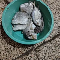 ماهی جش و عروس