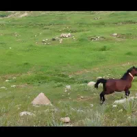 اسب و مادیون|اسب و تجهیزات اسب‌سواری|بهبهان, |دیوار