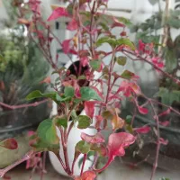 گلهای آپارتمانی جزئی وعمده|گل و گیاه طبیعی|مشهد, بهارستان|دیوار