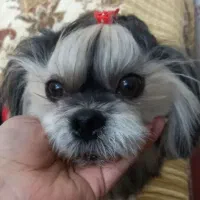 سگ کوچیک شیتزو خاکستری رنگ