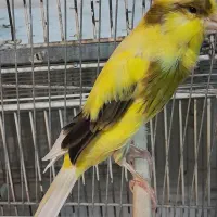 قناری قرص بخون .ماده آماده.فنج نرگسی