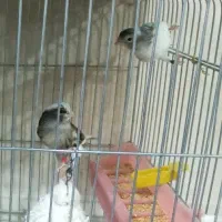 کاسکو مینا عروس هلندی کوتوله قناری مرغ عشق سهره|پرنده|اصفهان, کوجان|دیوار