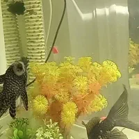 کت فبش اسپرت  دم عقربی ۲۵ سانتی