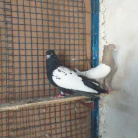 کفتر سینه|پرنده|شیراز, گلشن|دیوار